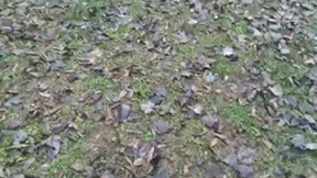 the Bennett crime family