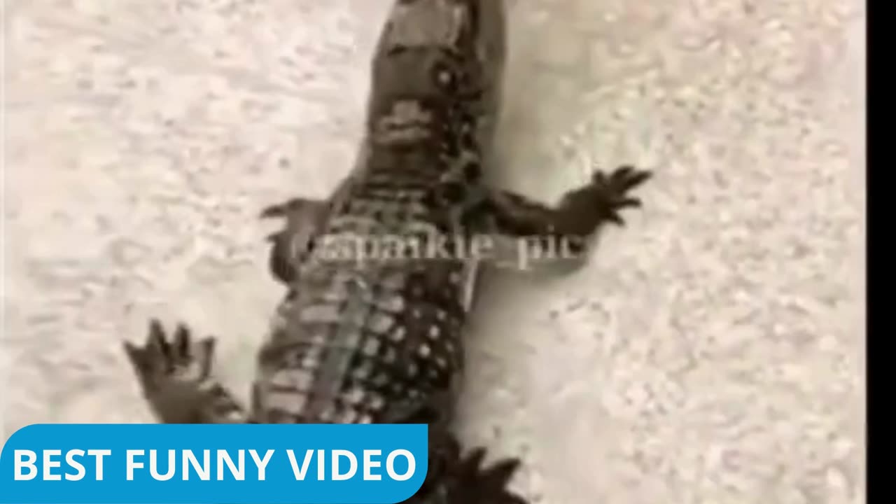 Funniest Cat And Dogs 😂