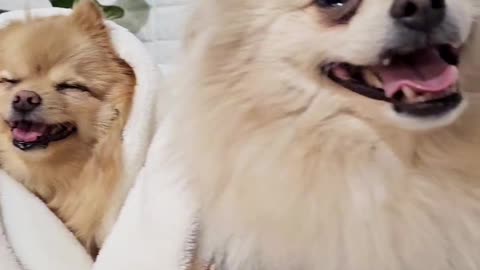 Cute Pomeranians video - You Make Every Day Okay