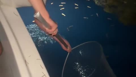 🤯✨ You Won't Believe These Rock Shrimp! | FeedMyCuriosity