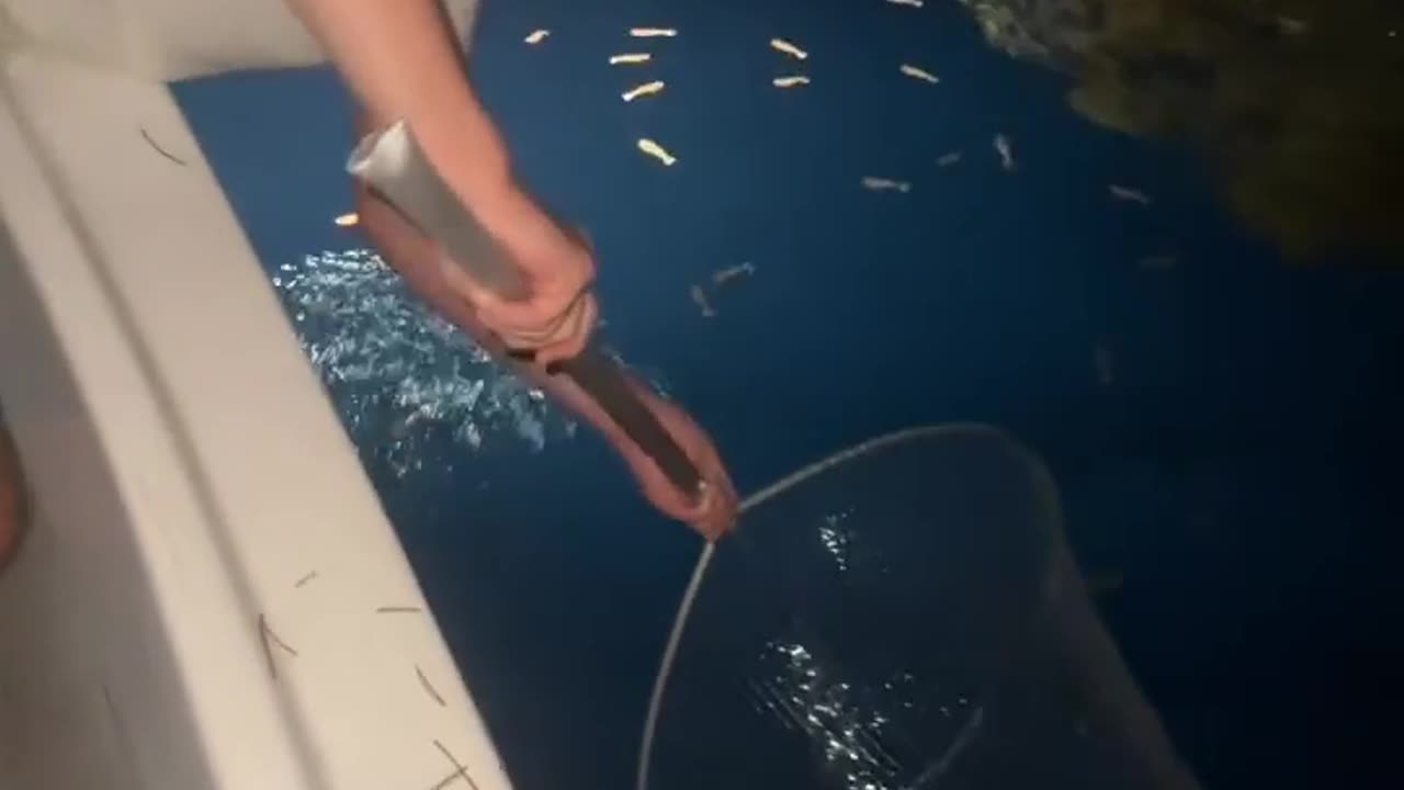 🤯✨ You Won't Believe These Rock Shrimp! | FeedMyCuriosity