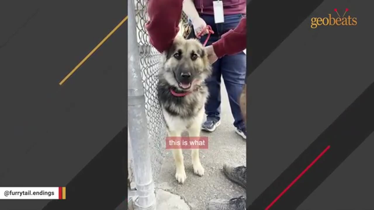 Terrified_dog_s_heartwarming_response_to_love