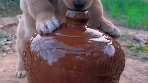 "Thirsty Puppy Drinks Water from Clay Pot 🐶💧 | Cutest Moment Ever!"