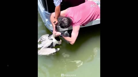 Quick Smile: man pulls out the fish stuck in the bird's throat and saves the bird.