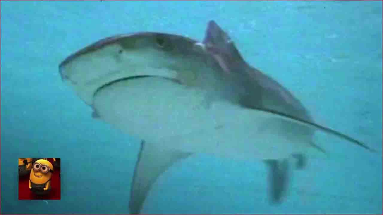 Return to the Blue Lagoon (1991) - Eaten By a Shark Scene _ Movieclips