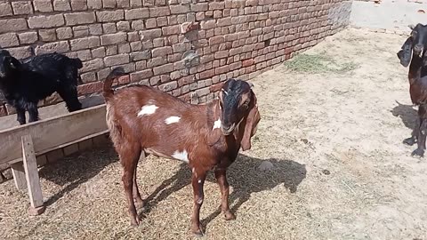 Ronak