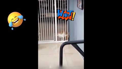 “Animals Being Absolutely Ridiculous – Funny Pet Compilation”