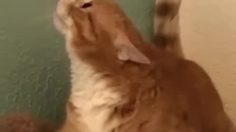 Shocking Cats Masters of Accidental Comedy