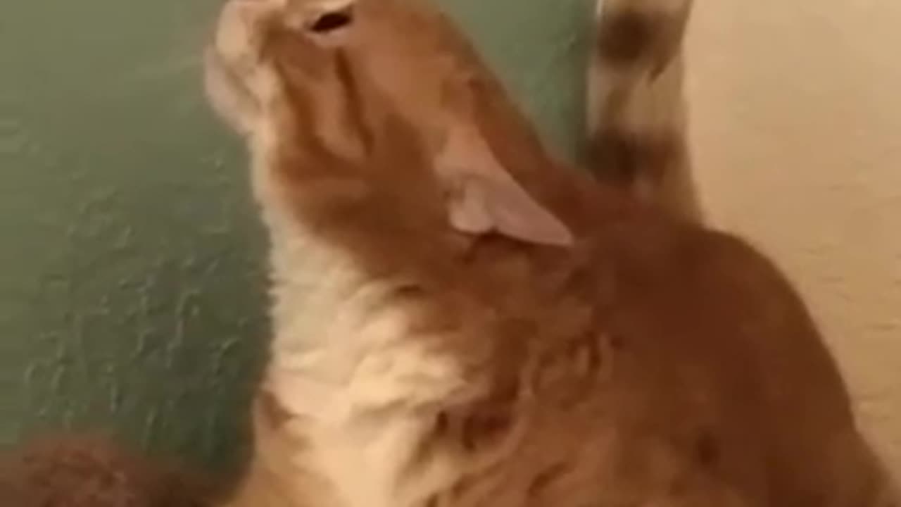 Shocking Cats Masters of Accidental Comedy