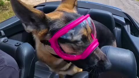 German Shepherd Gets A Convertible