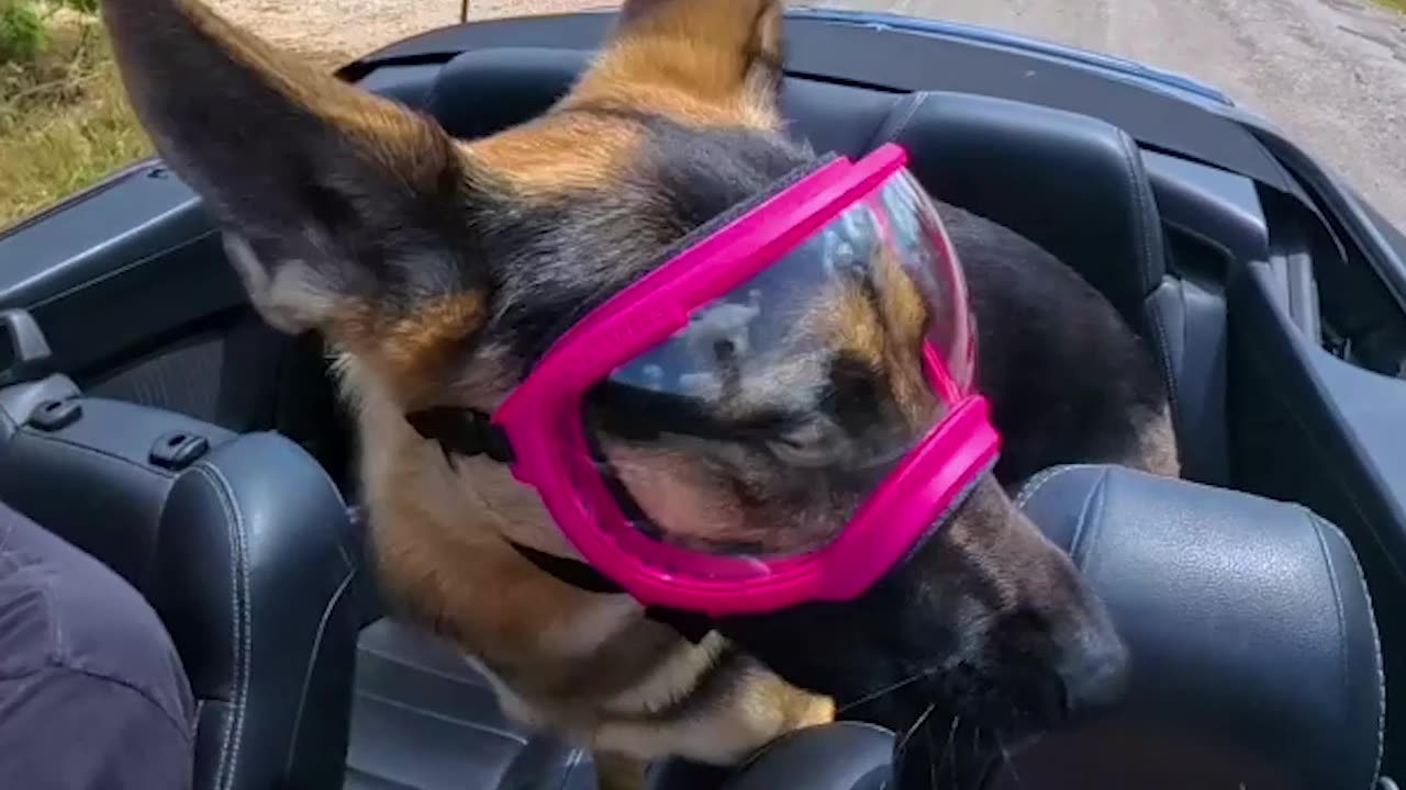 German Shepherd Gets A Convertible