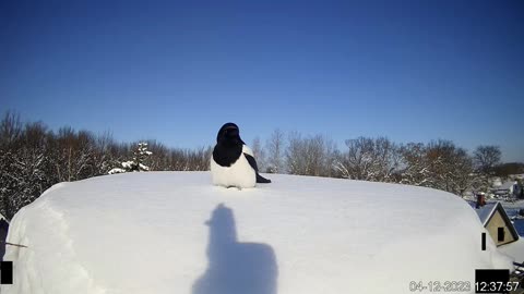 Magpie: What beautiful views from here - 04/12/2023