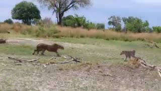 Cheetah & Leopard Fight