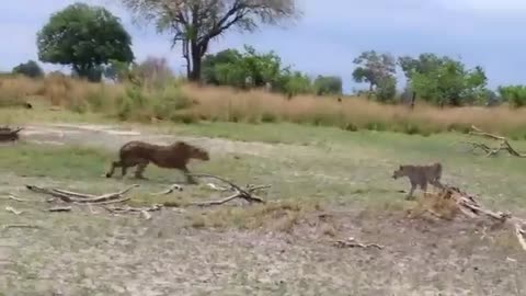Cheetah & Leopard Fight
