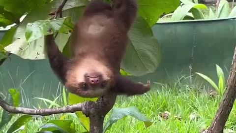 look at this adorable baby sloth