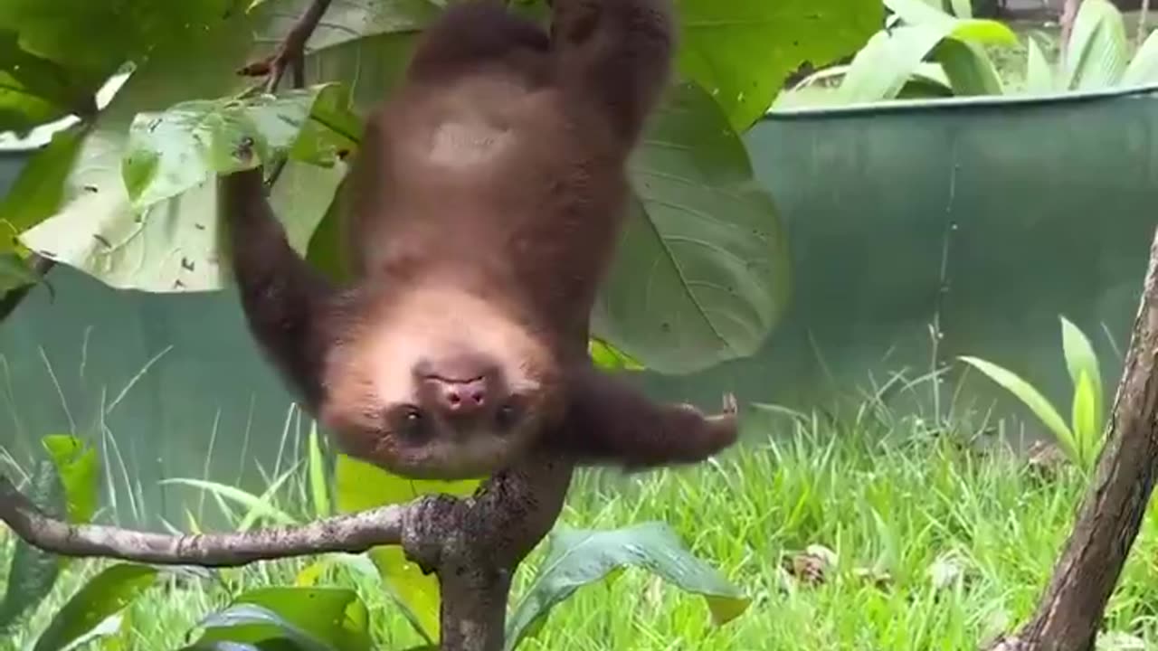 look at this adorable baby sloth
