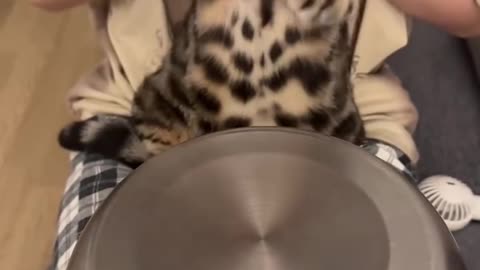 Short Cat