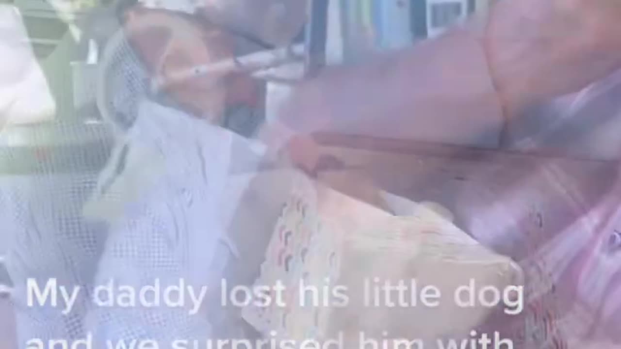Puppy surprise for dad#dog