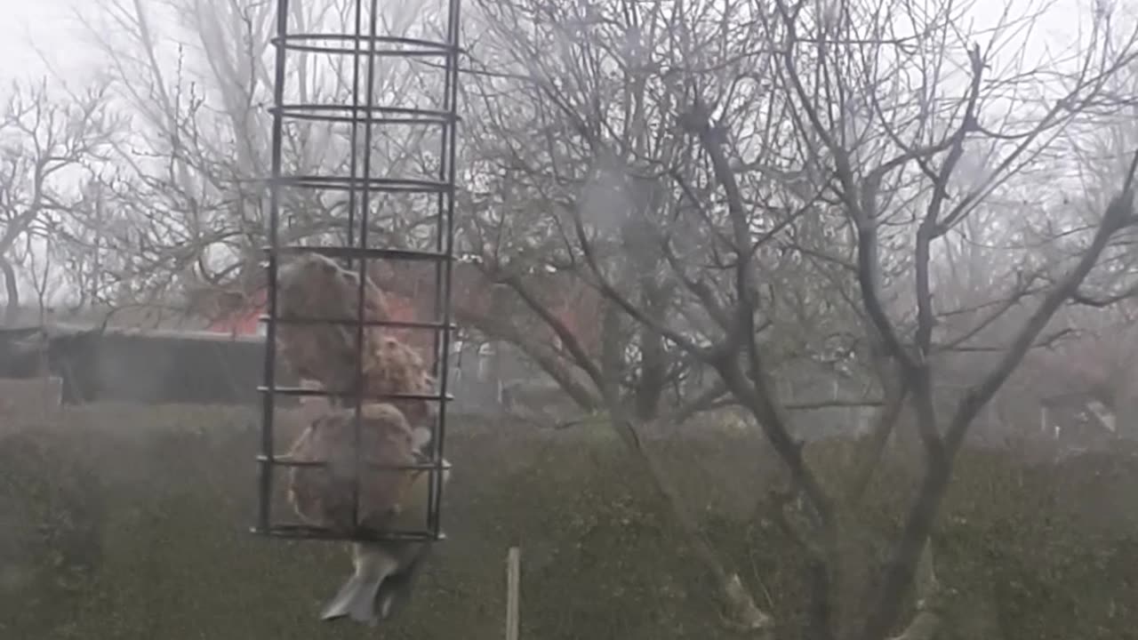 Vögel füttern 12/24 im Gartenverein