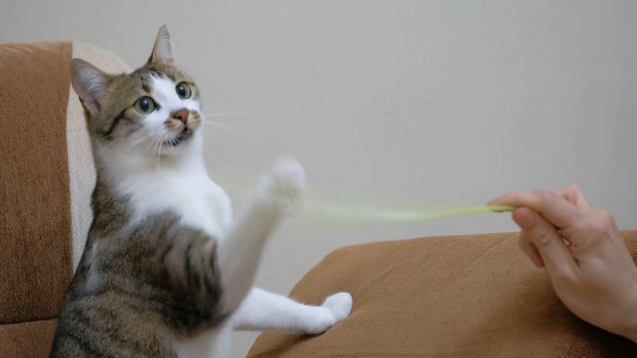 “Adorable Cat Playing With Owner 😻 | Funny Cat Moments 2025”