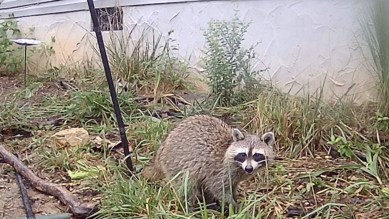 Soggy Raccoon Foraging In Rain