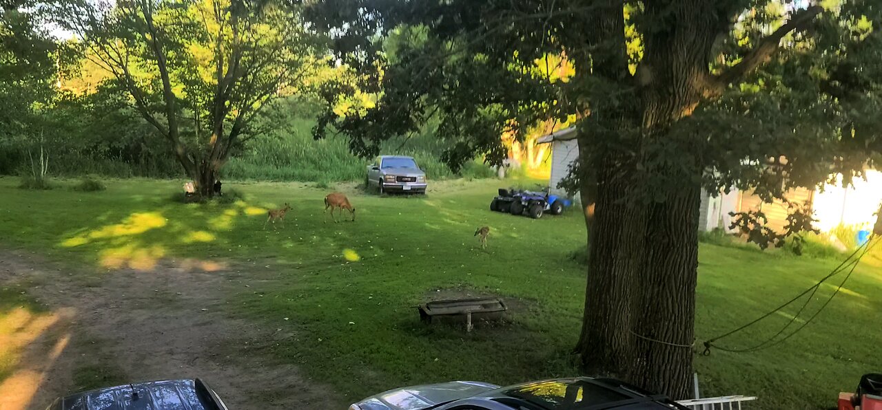 The herd has arrived