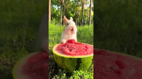 The rabbit's tongue is so cute. Cute things plan rabbit