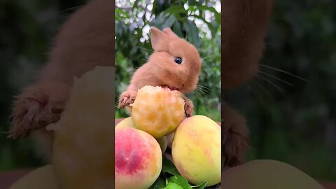 Rabbit eating peaches Cute pet debut plan Rabbit Rural cute pet