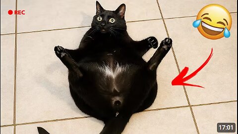 Funny cats videos 🤣😺2025