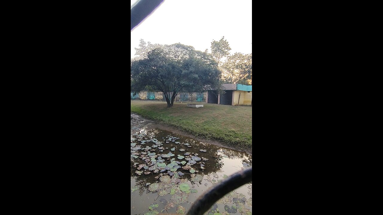 lion real jungle book