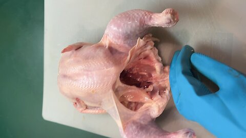 Chicken, why?