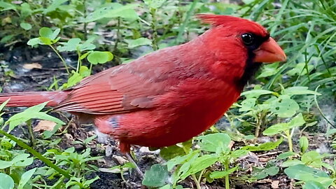 Cardinal Eating Seeds off the Ground