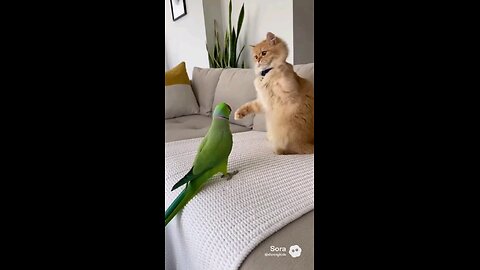 cat and parrot