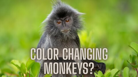 The Amazing Color-Changing Baby Monkeys of Southeast Asia | AMZG Animals