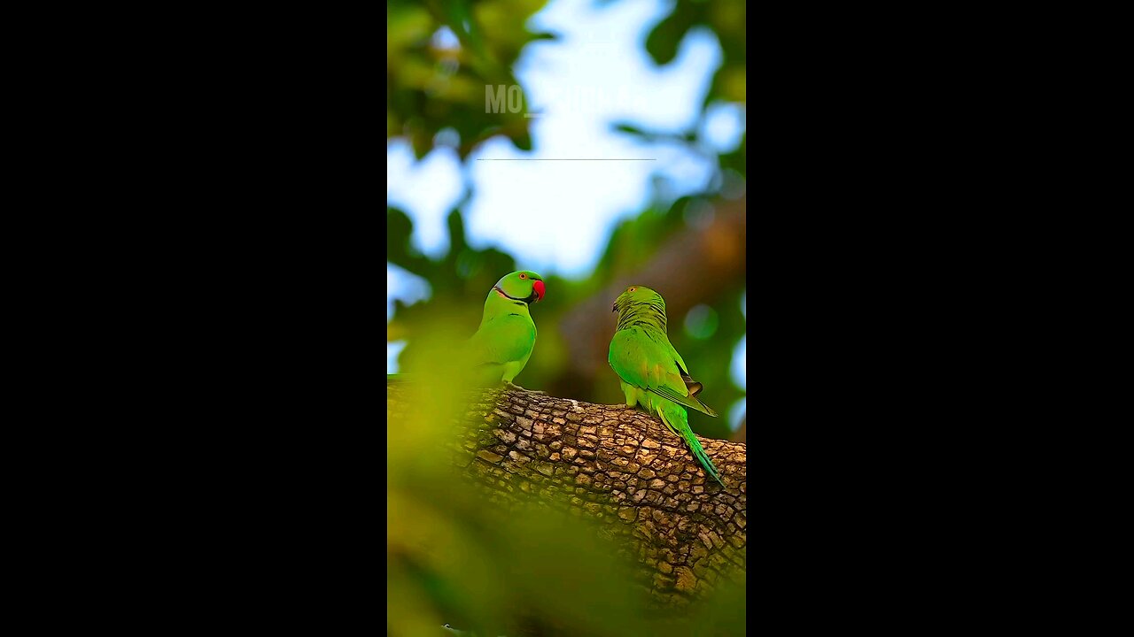 Beautiful nature 0.3