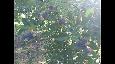First Blueberry Harvest In Southern Mississippi 6/7/25