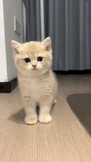 This is my little cat❤️