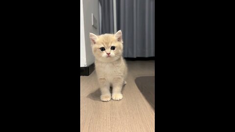 This is my little cat❤️