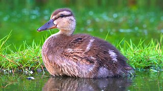 The 4 Mallard Duck Ducklings Taking a Little Breather from the Regular Duckling Stuff