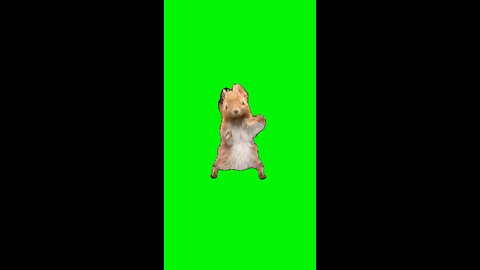 Wobbly Wiggly Squirrel | Green Screen #wobblywiggly #travisscott #glorilla