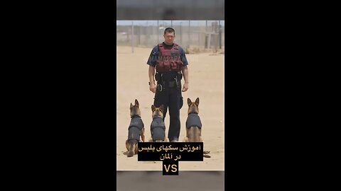 training of dogs