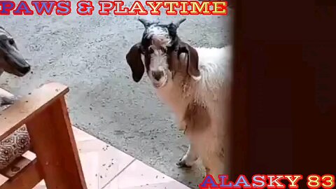 FUNNY GOAT TRIES TO BARK LIKE A DOG