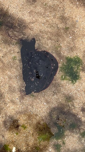 Amazing creature - El Ouatia - Tan-Tan beach