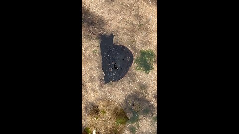 Amazing creature - El Ouatia - Tan-Tan beach