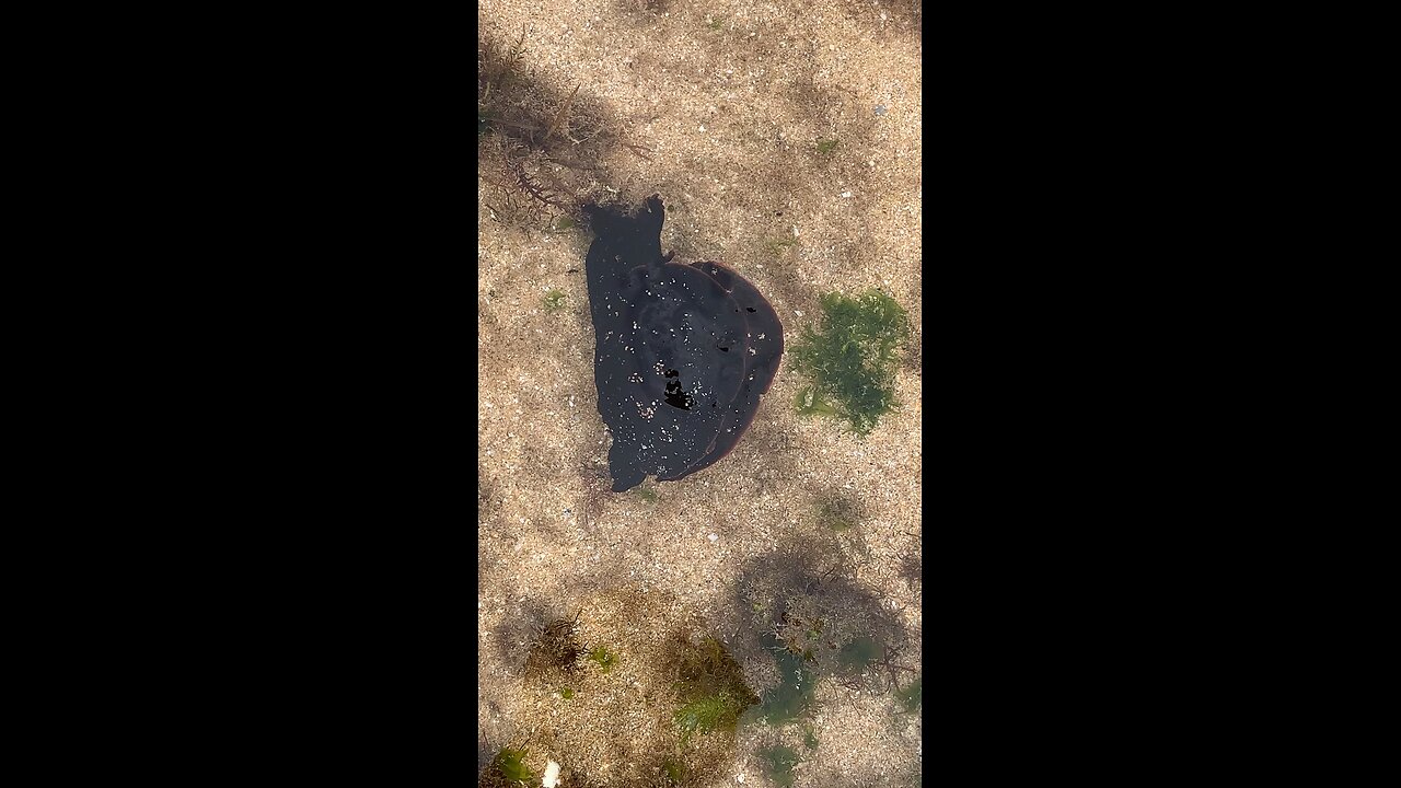 Amazing creature - El Ouatia - Tan-Tan beach