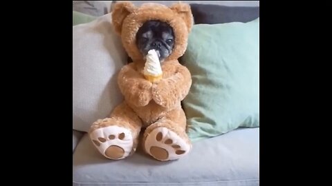 Best Funny Animal Videos 2025 | Cutest & Funniest Clips of the Year!