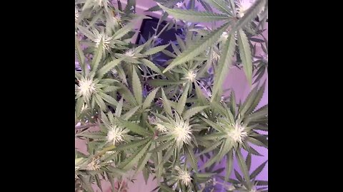 cannabis defoliation