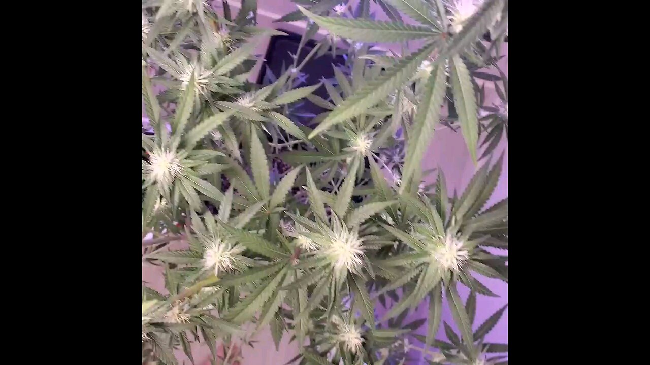 cannabis defoliation