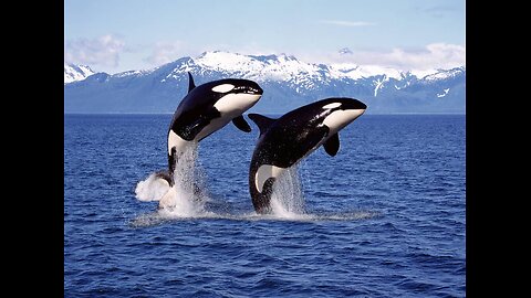 Orca Whale