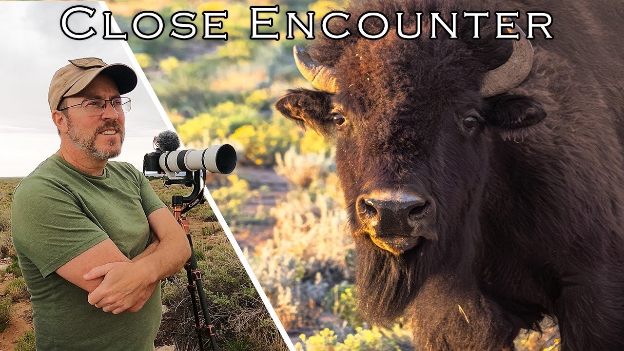 Arizona Wildlife. Bison Photography: Getting Up Close and Personal with America's Iconic Mammals